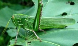 蚂蚱吃瓜叶,自然界的和谐共生