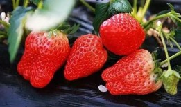 吃瓜群众台湾草莓冰,夏日消暑新宠，甜蜜滋味引爆味蕾