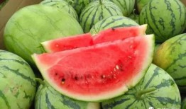 王在在吃瓜,王在在的瓜田奇遇记