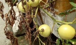 大陈吃瓜,揭秘娱乐圈幕后故事