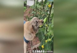 小狗吃瓜的图片,小狗吃瓜萌态十足