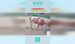 牛吃瓜看热闹,揭秘农村生活的趣味瞬间