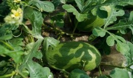 吃瓜网源码,深度解析其架构与核心技术