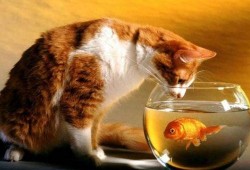 猫还会吃梨瓜,梨瓜成为新宠