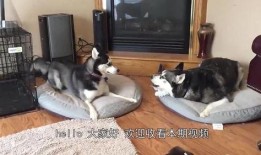 哈士奇吃瓜儿,一场意想不到的欢乐闹剧