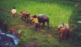 作者放牛吃瓜的作品,探寻乡村生活的诗意与哲理