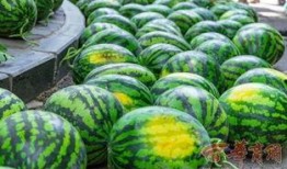 云南各高校吃瓜,瓜分校园美味，探寻特色小吃