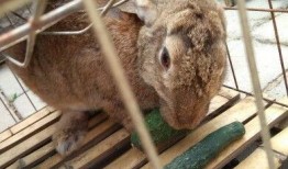 小兔兔吃瓜,小兔兔的甜蜜瓜果时光