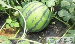 瓜姨爆料吃瓜基地,吃瓜基地背后的惊人真相