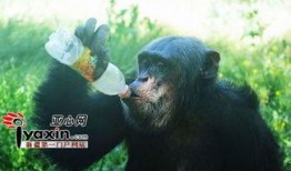 吃瓜变猩猩,揭秘奇异现象背后的科学奥秘