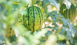 泉兴家园吃瓜,一场吃瓜盛宴背后的社区生活画卷