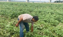 河北黄河滩吃瓜,夏日消暑吃瓜乐，尽享田园风情