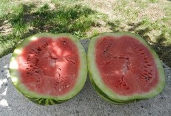 梦见吃黑色的瓜,黑色瓜果的神秘启示