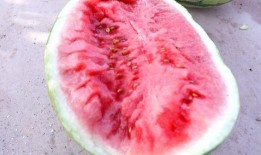 风吃瓜图片,揭秘网络热图背后的故事