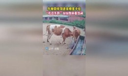 牛吃瓜看热闹,揭秘农村生活的趣味瞬间