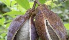 第一次吃八月瓜视频播放,一场味蕾与自然的邂逅之旅