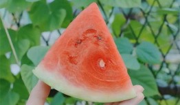 吃兔儿瓜升血糖吗,吃兔儿瓜对血糖影响解析