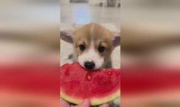 小狗吃瓜的图片,小狗吃瓜萌态十足