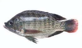 带你吃瓜罗非鱼视频