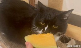 猫咪可以吃黄哈密瓜吗,黄哈密瓜的适宜性探讨