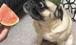 吃瓜表情包狗,萌态可掬的“瓜界萌宠”