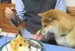 吃狗头瓜治便秘吗怎么吃,轻松解决便秘困扰