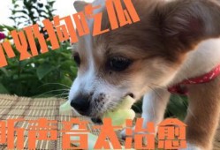 狗狗吃瓜的视频,狗狗吃瓜萌态大赏