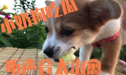 狗狗吃瓜的视频,狗狗吃瓜萌态大赏