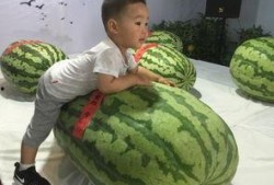 高中的吃瓜事件,揭秘高中吃瓜事件的背后真相