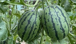 大兴吃瓜视频大全,揭秘网络热点背后的故事