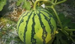 大瓜地吃瓜,揭秘娱乐圈的甜蜜与苦涩