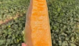 云瓜能晒干吃吗,传统零食的新演绎