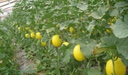 吃瓜的香香,夏日清凉美食之旅