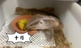 蓝舌头吃瓜,揭秘吃瓜背后的趣味与奥秘