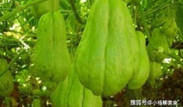 吃佛手瓜危害,佛手瓜食用不当的危害揭秘