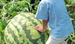 大河南吃瓜群众,揭秘民间热点事件背后的故事