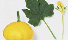 专吃叶子的瓜,探寻专吃叶子的神奇植物奥秘