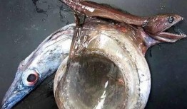 奇怪蛇带你吃瓜,跟随奇怪蛇的脚步，探寻神秘瓜果之旅