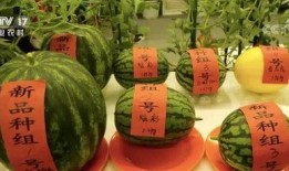 云瓜能晒干吃吗,传统零食的新演绎